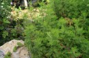 Eberraute - Artemisia abrotanum * 1283 x 855 * (475KB)